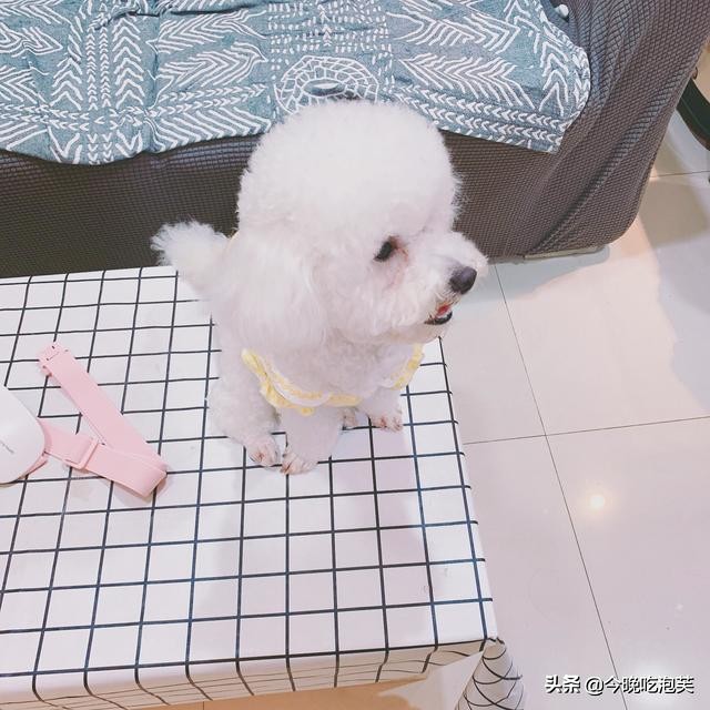 狗狗身上真菌跟细菌打什么药,狗狗身上有细菌用什么方法消灭