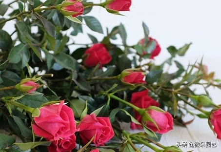 玫瑰花如何延长保鲜,让爱更永久