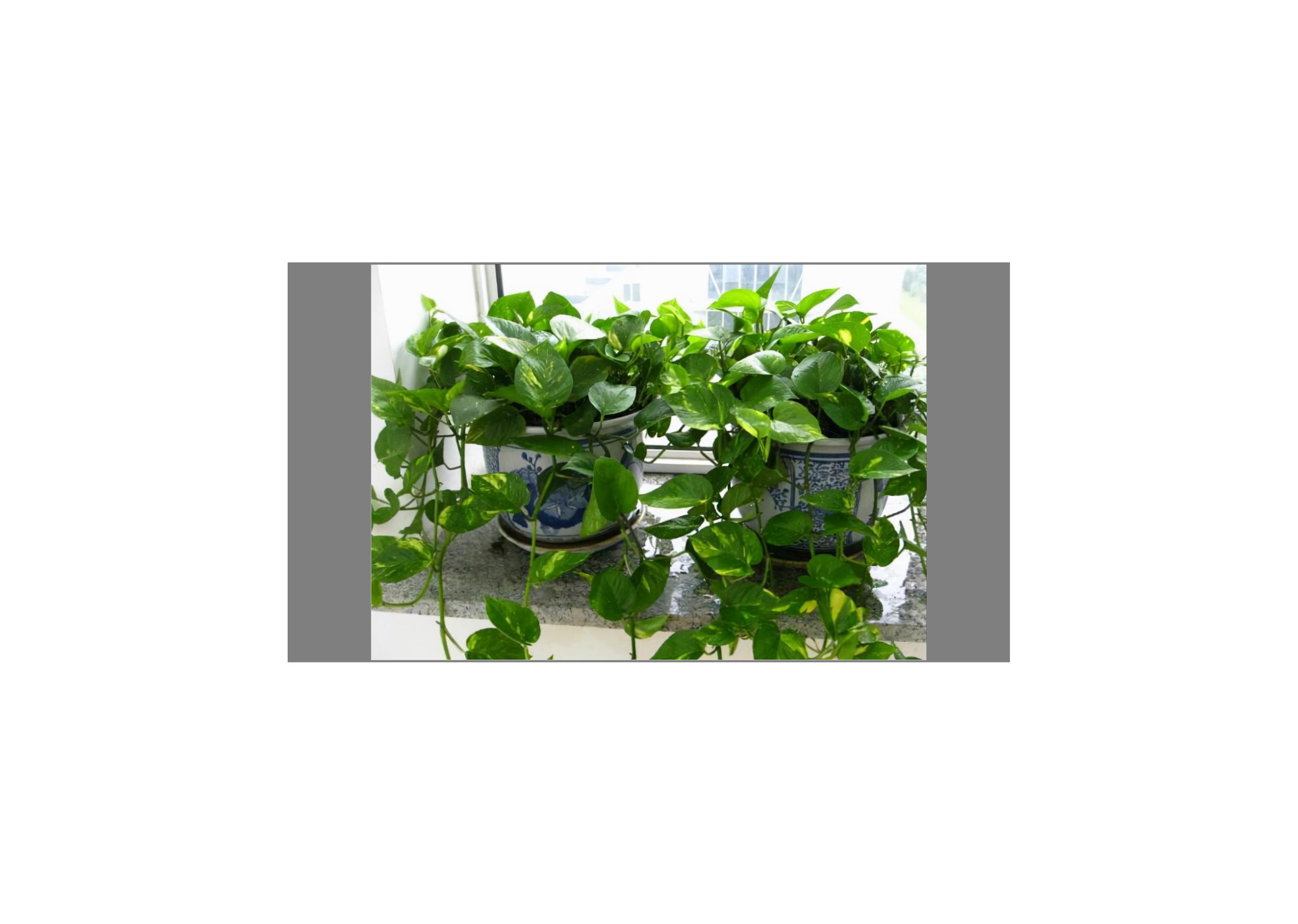 绿萝叶片肥厚如手掌怎么养,绿萝怎么养枝条长叶片短