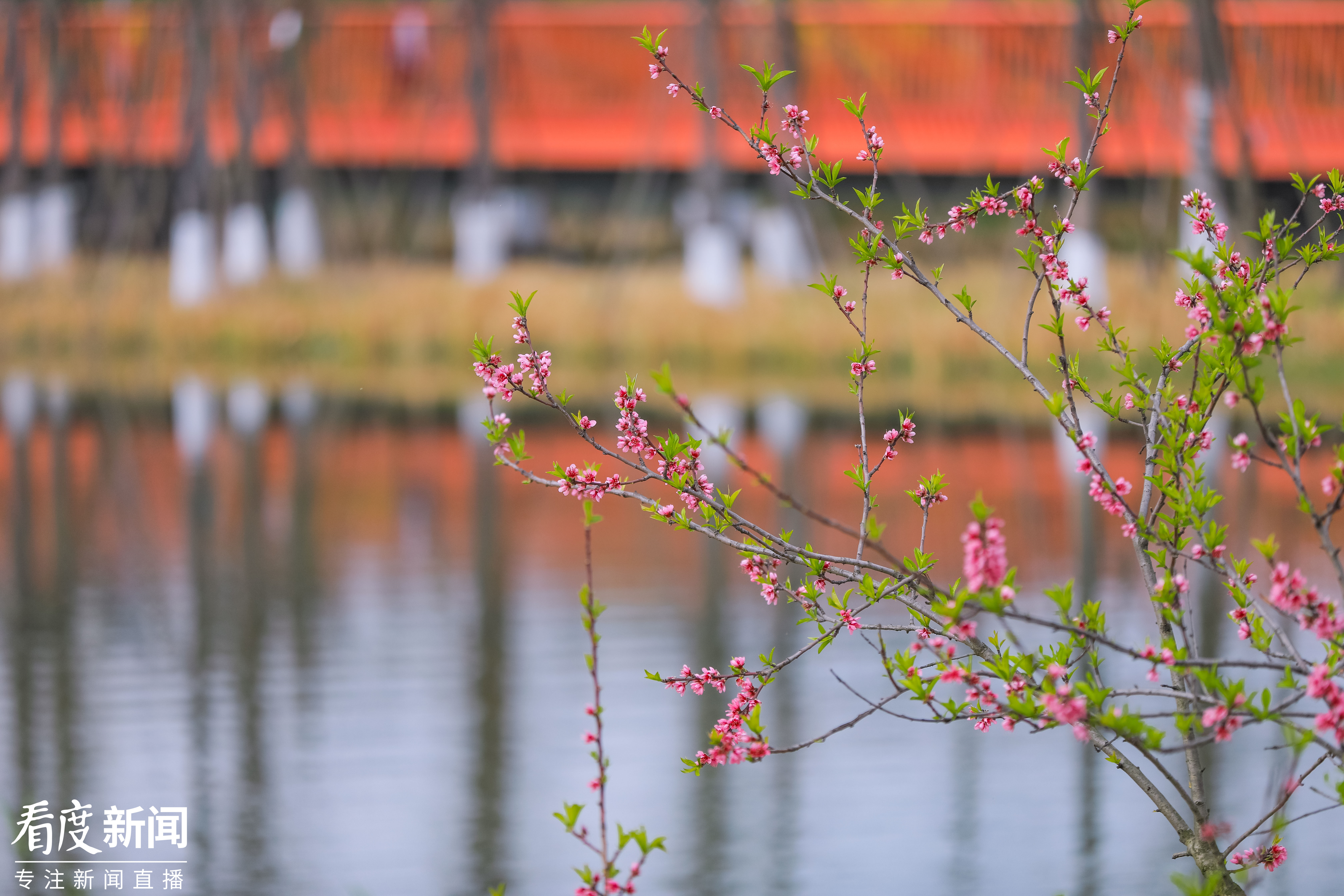 景美人善！我红耳鹎成都“安家”日常曝光
