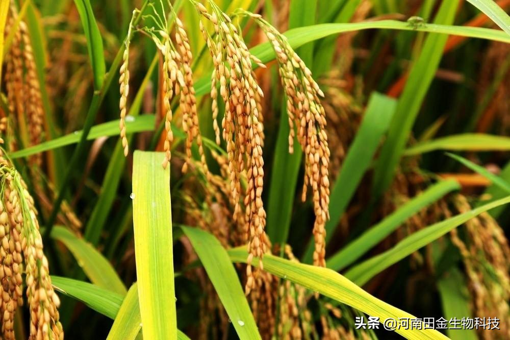 水稻结实期间管理措施