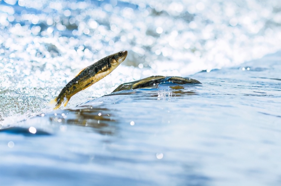 黄河鲤鱼是它的祖先，味道鲜美曾当饭吃，鱼卵有剧毒，如今禁食了