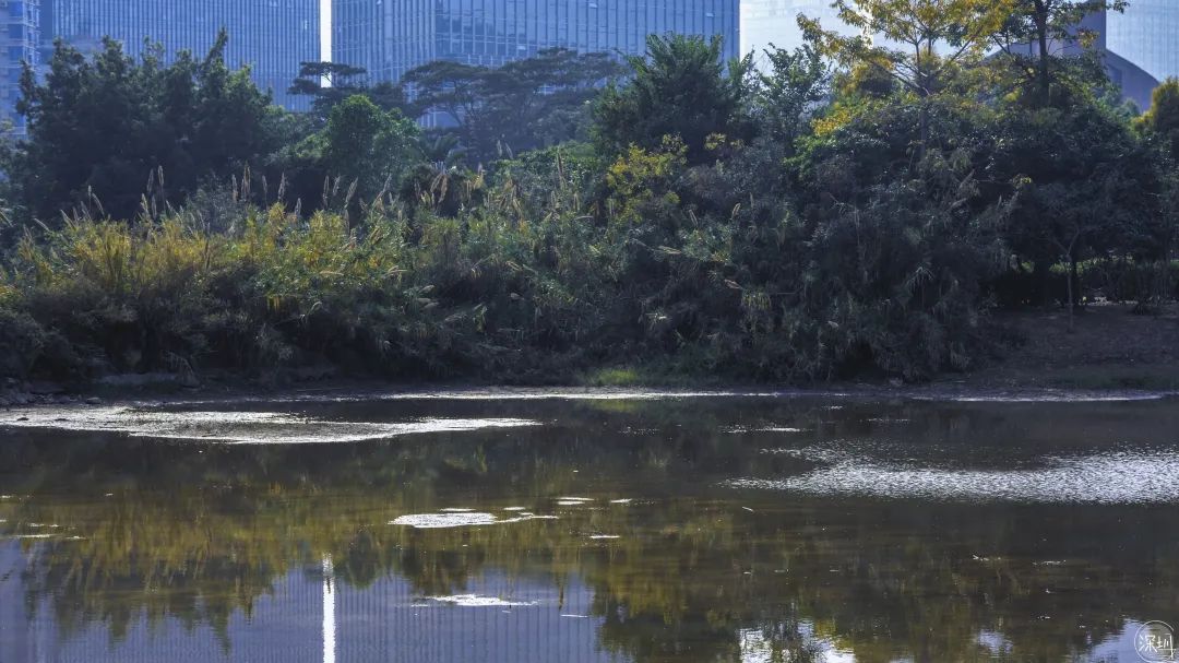 莲花山绿了没,莲花山红色景点有哪些
