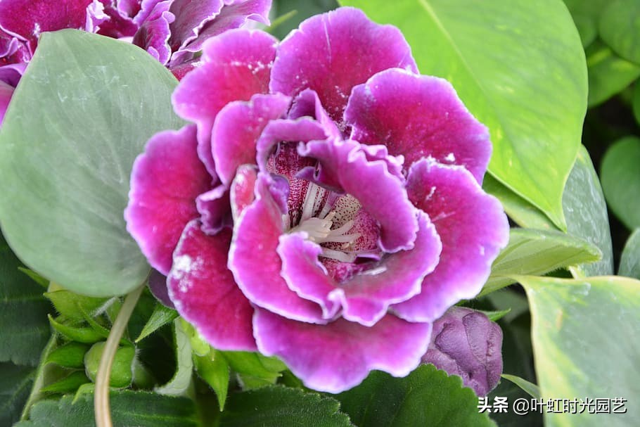 花大色艳大岩桐，冬季应该这么养