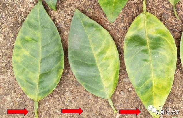 黄龙病对柑橘果园的危害,柑橘黄龙病根治方法