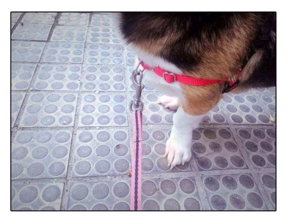 铲屎官安全注意事项,铲屎官遇到危险土狗