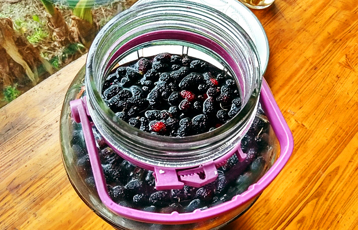 桑葚泡酒的正宗做法大全,桑葚泡酒的做法大全集