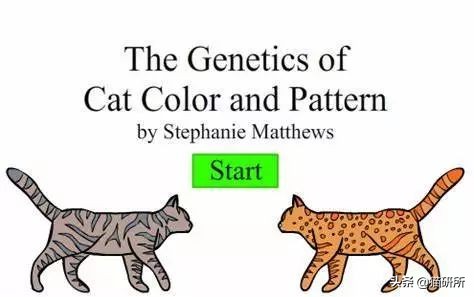 止泻药和猫砂,猫砂是止泻药吗