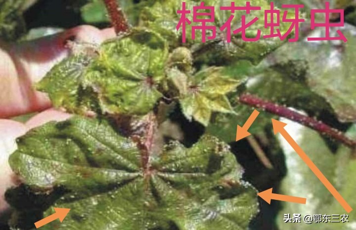 蚜虫用什么药效果最好,杀灭蚜虫哪种药剂最好