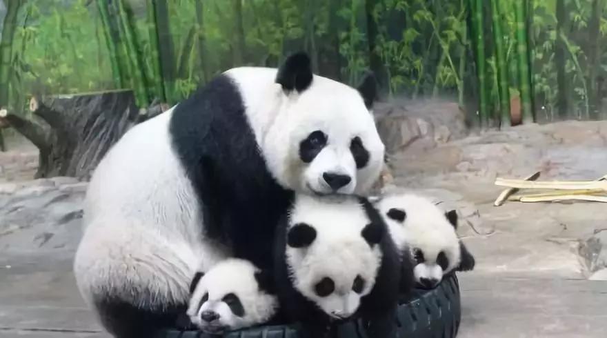 广州长隆和珠海长隆游玩攻略,一家三口广州长隆旅游攻略