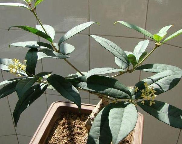 好养的水陆盆栽植物,适合茶盘养的植物