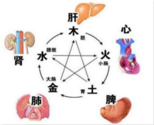 六腑与五脏的关系,人身上有哪五脏和六腑