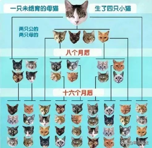 物业给小区流浪猫绝育视频,业主凑20万给流浪猫绝育