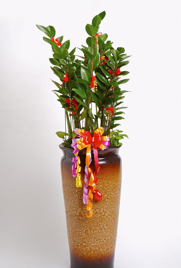 过年好看的年宵花,传统年宵花有哪些