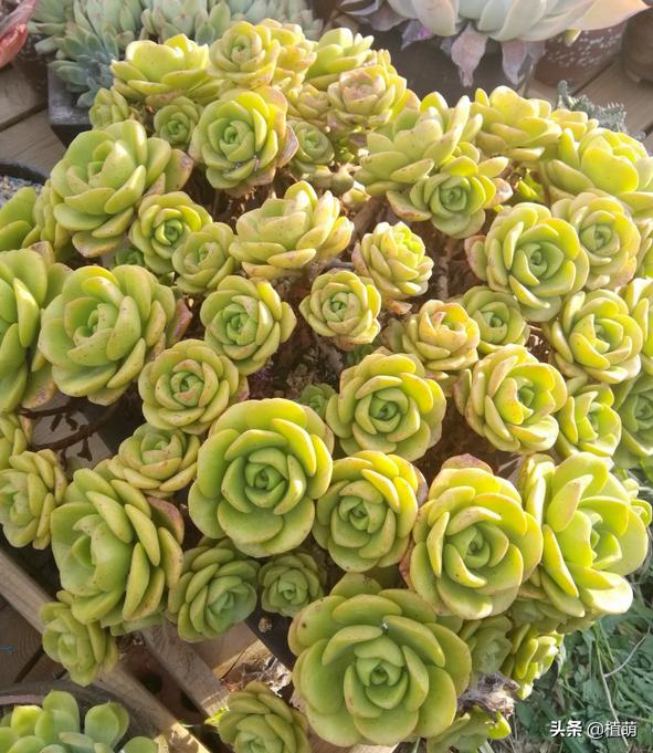 百合莉莉多久可以砍头繁殖,百合莉莉叶片发红