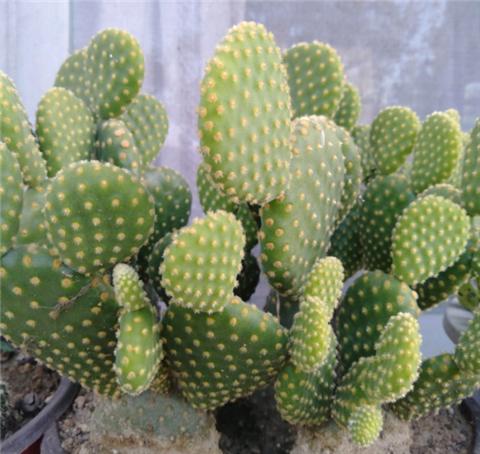 仙人掌长成圆柱形,仙人掌盆栽怎样养得宽大肥厚