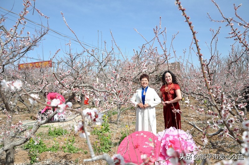 邹平黛溪张高杏花节直播,张高杏花节开幕式完整版