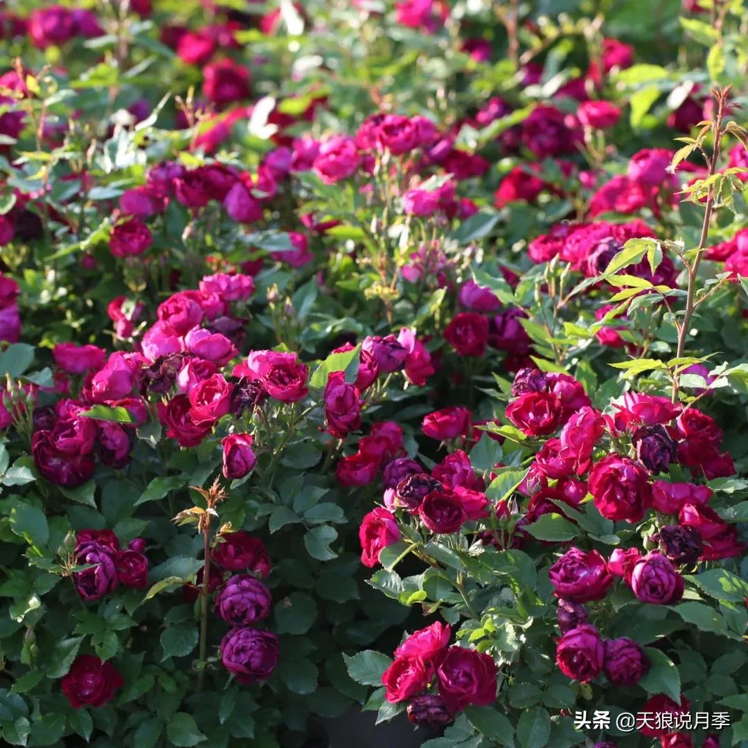 人家最美四月天，天狼自育终于打折了！15个品种供你宠信。