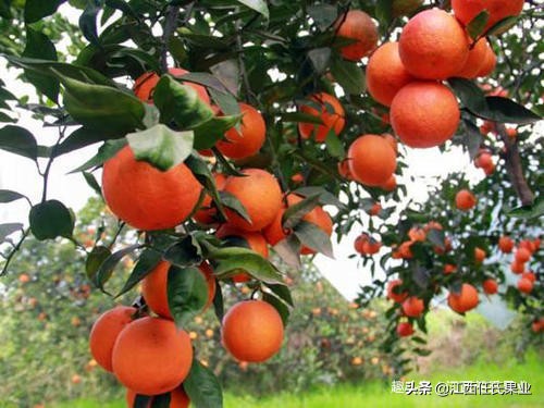 swisse血橙胶原蛋白,胶原蛋白斯维诗swisse血橙