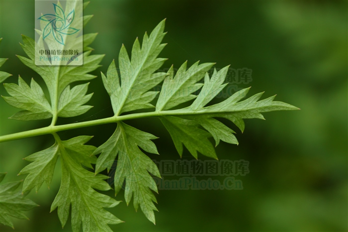 藁本神农本草经,神农本草经葛根原文