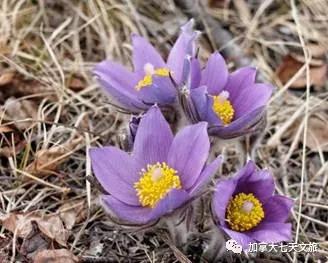 加拿大的国花是什么花,加拿大的国花国树图片