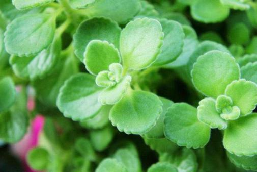 有什么神奇的植物,适合养在卧室有香味的绿植