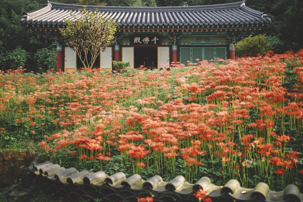 曼珠沙华花语,曼珠沙华花语英文