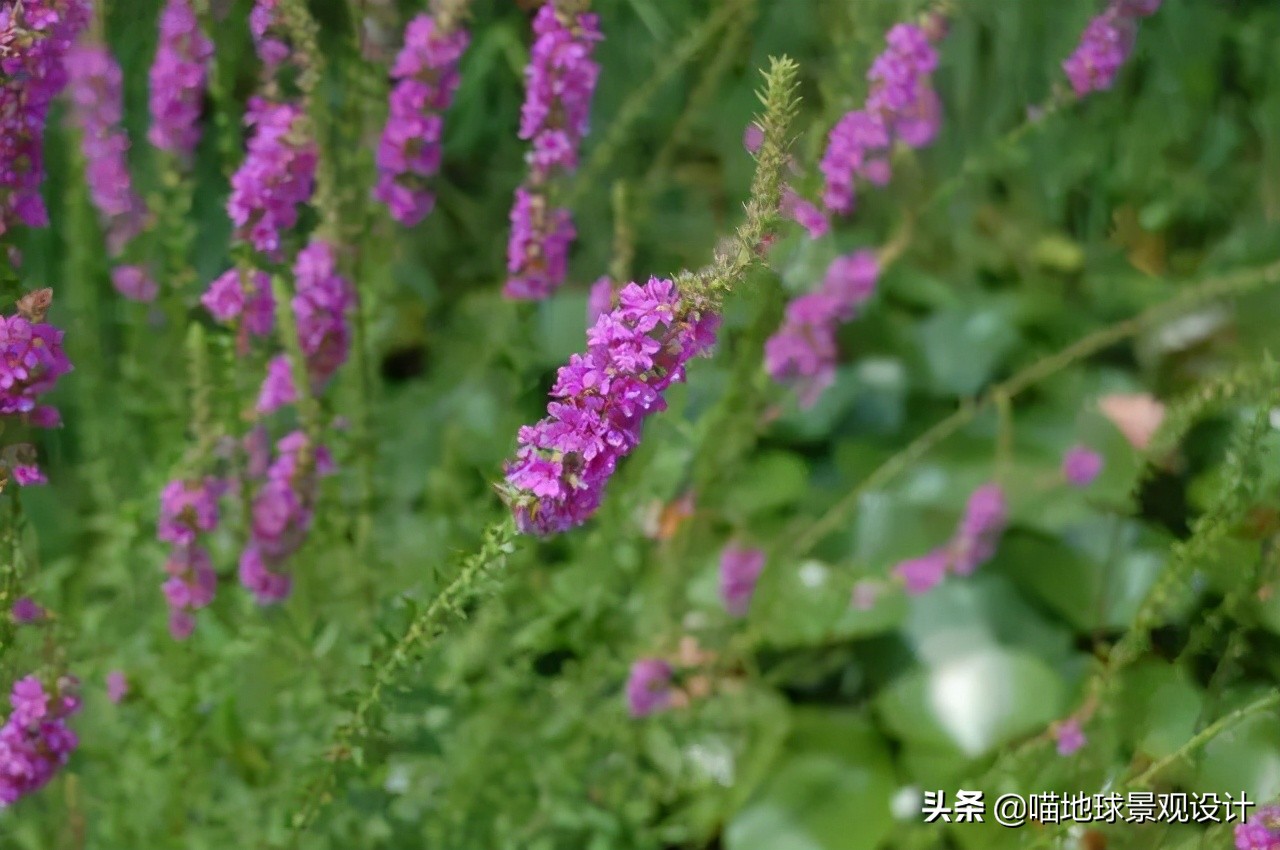 超级耐养的植物,极耐盐碱耐高温的植物