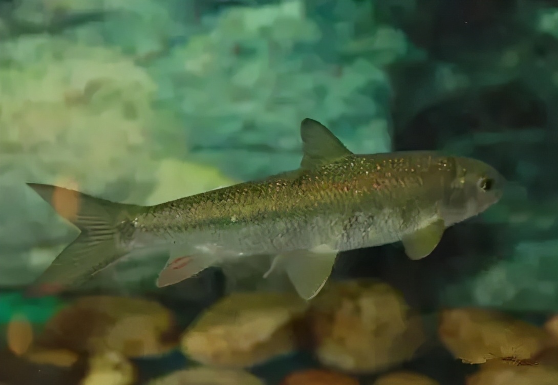 长江中已消失的珍稀动物,最新我国的十大野生动物