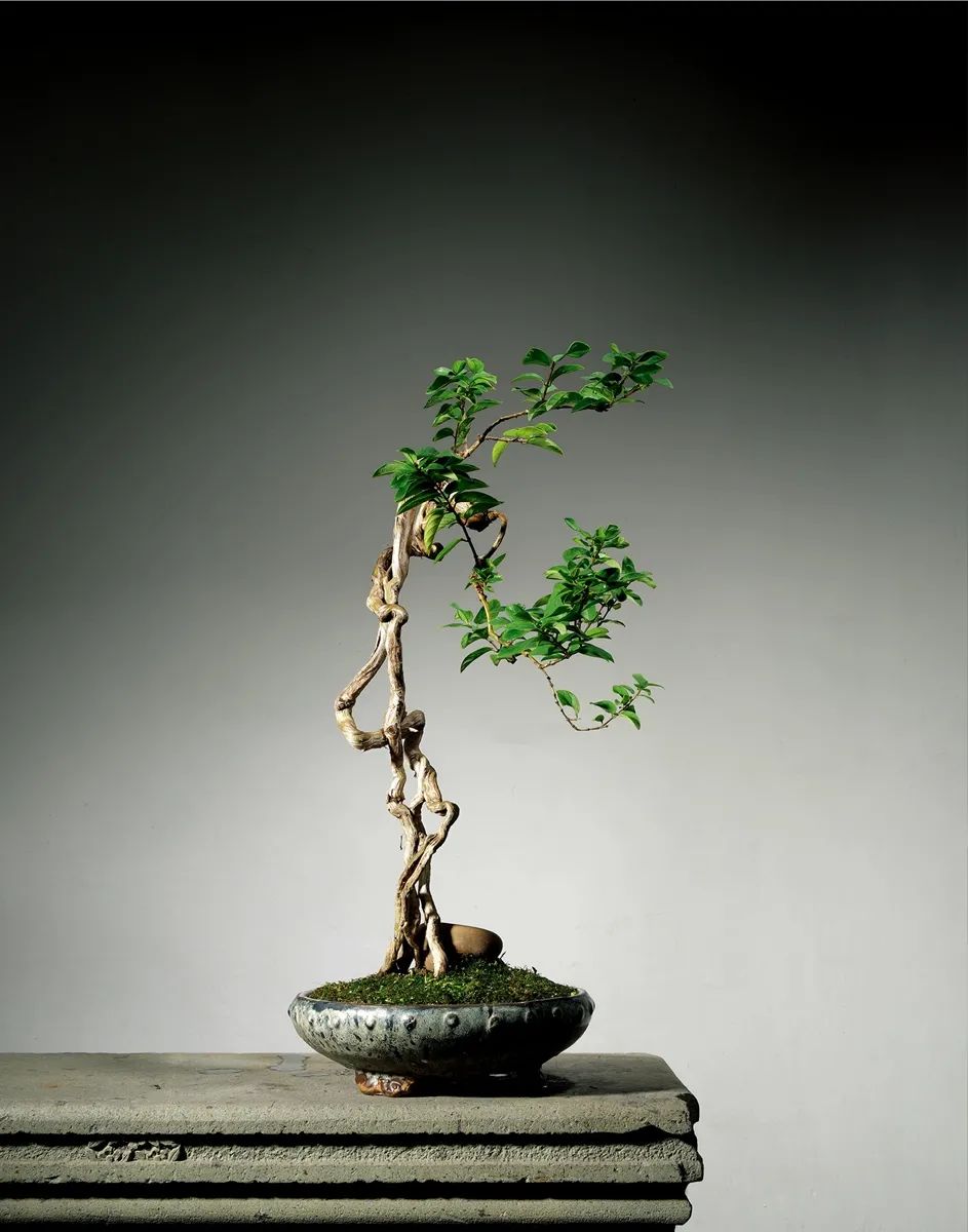 金银花如何养成盆景,金银花的造型盆景