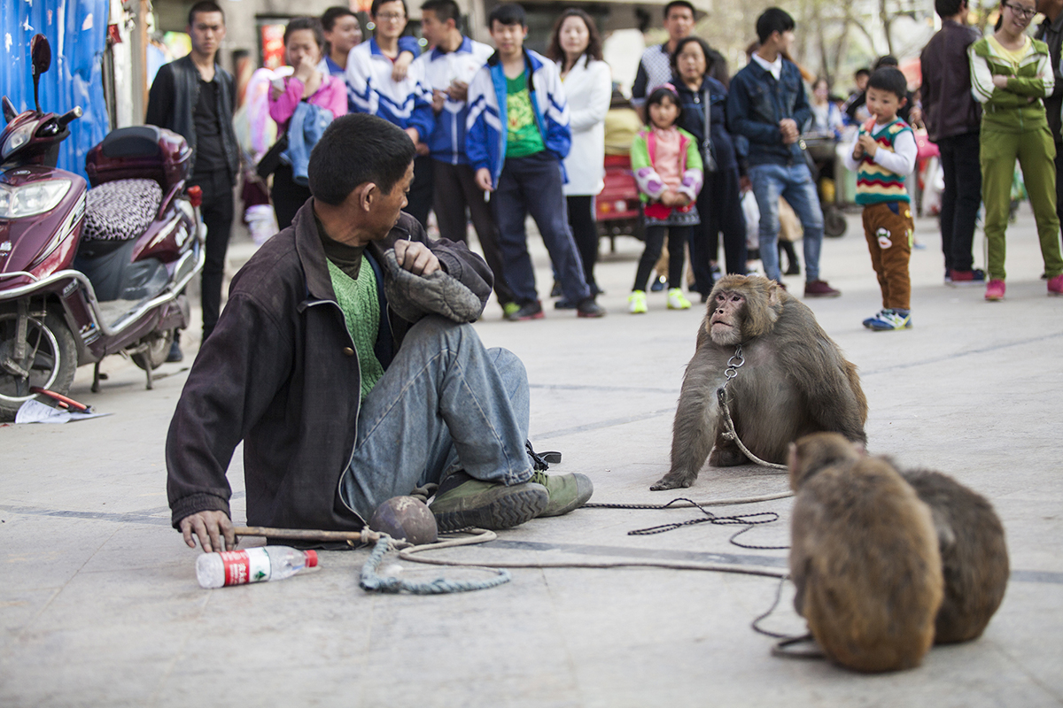 兰州耍猴人,甘肃兰州的耍猴艺人