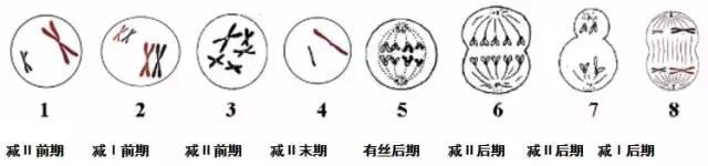 生物必修二知识点归纳总结,高中必修二生物遗传概率解题技巧