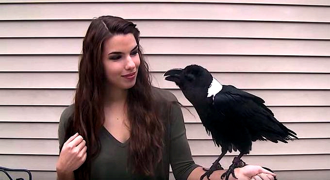 难道你不想去ruarua它吗？美国一只视错觉“兔子”走红网络