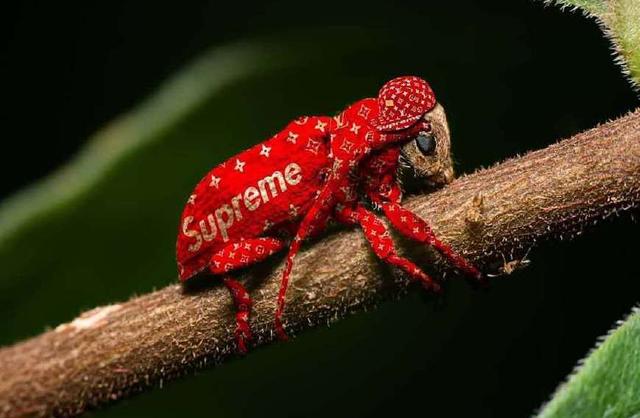 你的Supreme很贵？不好意思我的visvim两万多丨带你深度了解日潮