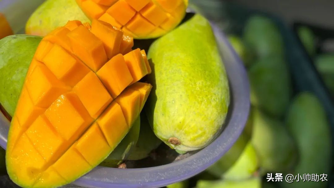芒果界的“巨无霸”，核薄肉多软糯爽滑，大快朵颐超过瘾