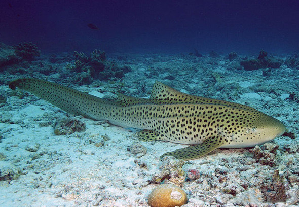 观赏鱼鲨鱼种类图片大全,鲨鱼百科知识大全幼儿