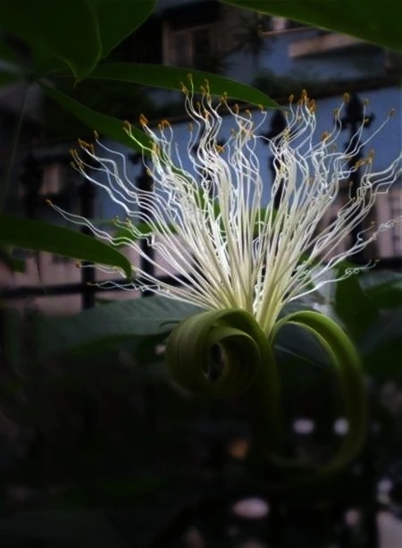 想让发财树长高怎么办,发财树怎么浇水才能活得更长