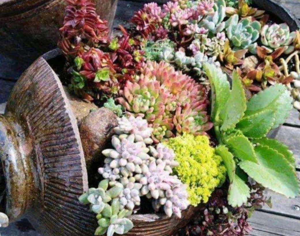 破缸种花效果图,破了的坛子种花