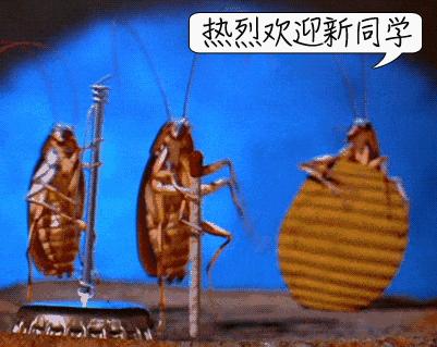 家中蟑螂怎么消灭最彻底,灭蟑王药是怎样消灭蟑螂的