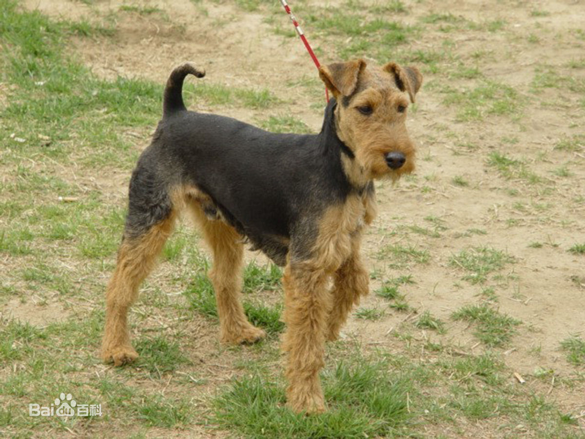 小型犬品种大全及图片柯基犬,不掉毛无体味性格温顺的小型犬