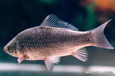 吃鱼有哪些不能吃的,吃鱼的禁忌什么食物