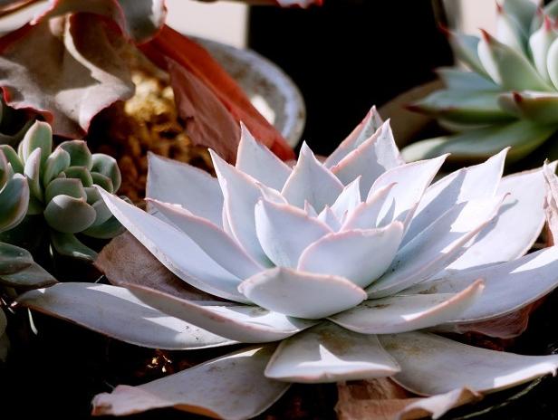 广寒宫和晚霞多肉有什么区别,多肉广寒宫开花的样子