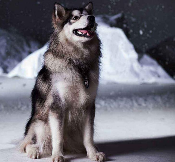 阿拉斯加吃什么狗粮比较好,阿拉斯加吃什么狗粮便宜