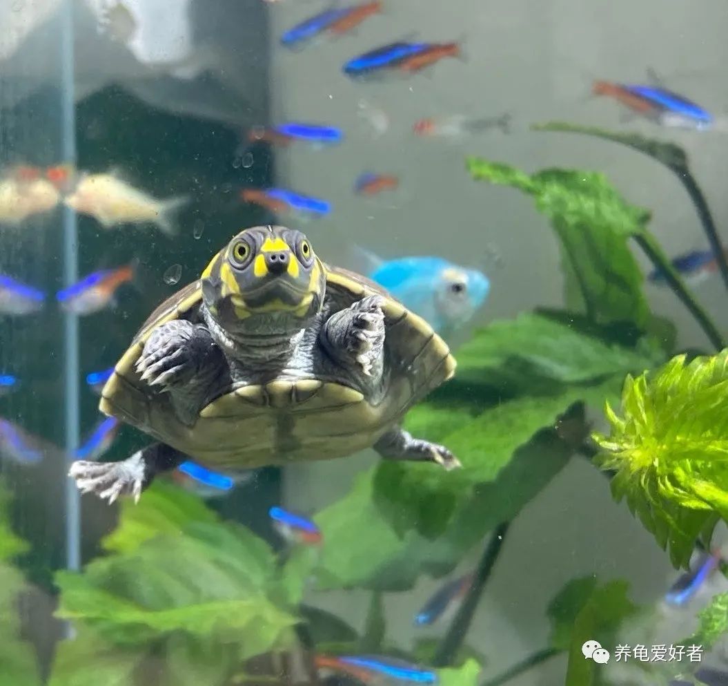 一位合格的养龟爱好者，家中常备这些东东