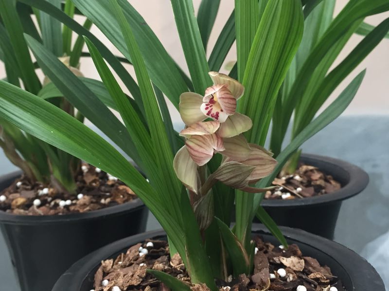 八年前，他借钱投资精品兰花，谁知后来兰市风向转变，他血本无归