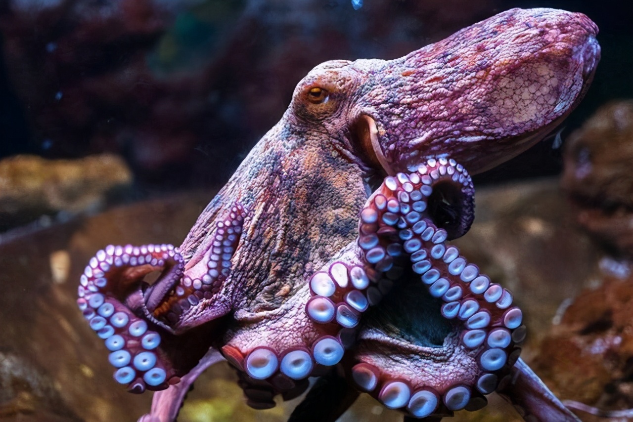 100个搞笑冷知识动物,奇葩动物冷知识你都知道哪几个