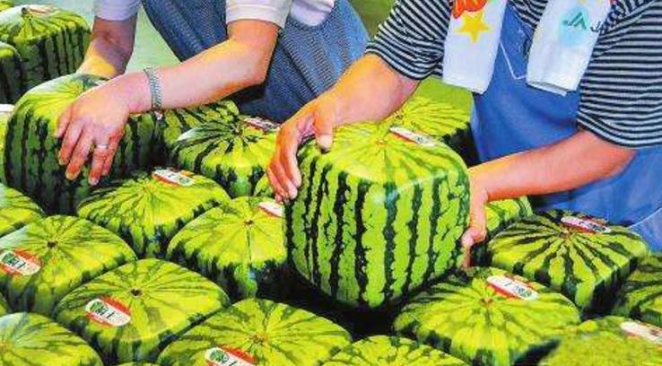 日本土豪买西瓜旅游,日本姑娘到中国买西瓜