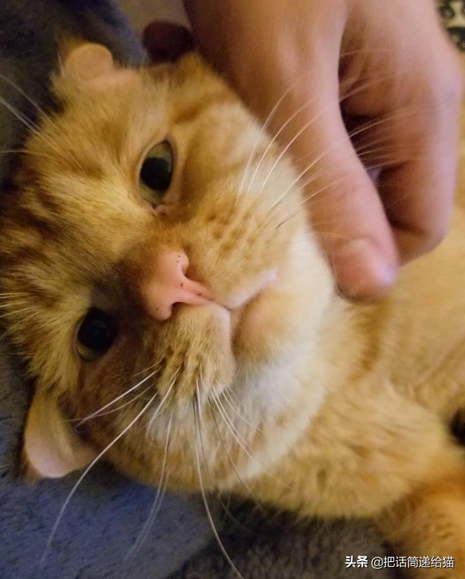 被弃养了一次的猫,从病魔中救回的猫脱离安乐死