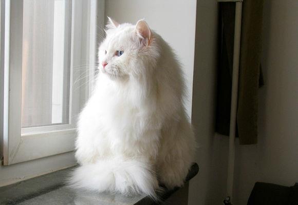 养猫首选这几种猫既便宜又好养,养猫新手适合养什么猫500元左右