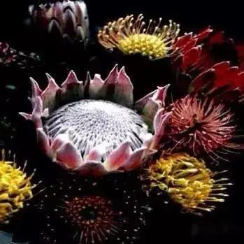 各国国花展示视频,各国国旗国徽国花